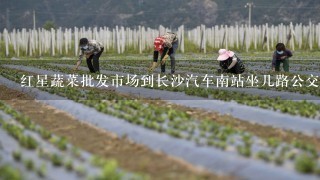 红星蔬菜批发市场到长沙汽车南站坐几路公交车