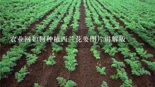 农业网如何种植西兰花要图片讲解版