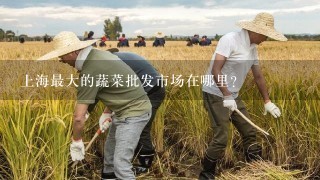 上海最大的蔬菜批发市场在哪里？