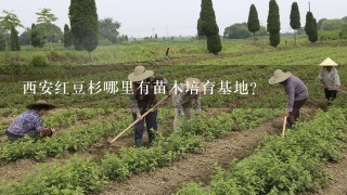 西安红豆杉哪里有苗木培育基地？