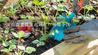 江南蔬菜批发市场在广州哪个区