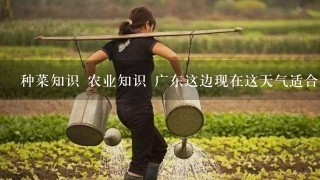 种菜知识 农业知识 广东这边现在这天气适合种什么菜？ 阳台空着没什么作用 就种菜