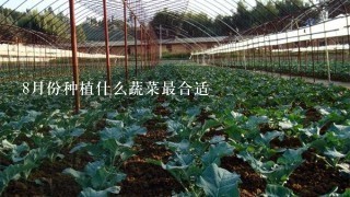 8月份种植什么蔬菜最合适