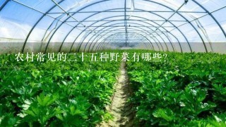 农村常见的2十5种野菜有哪些？