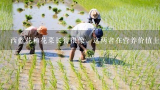 西蓝花和花菜长得很像，这两者在营养价值上有什么差