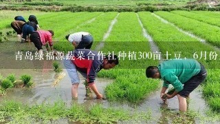 青岛绿福源蔬菜合作社种植300亩土豆，6月份成熟，寻求蔬菜批发商