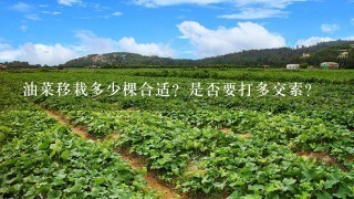 油菜移栽多少棵合适？是否要打多交素？