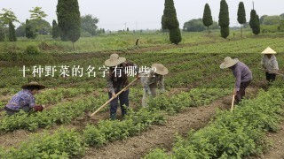 十种野菜的名字有哪些？