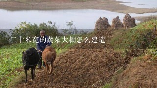 2十米宽的蔬菜大棚怎么建造