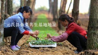 元氏县鱼菜共生基地地址