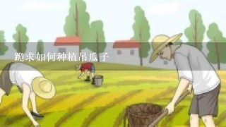 跪求如何种植吊瓜子