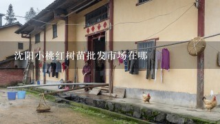 沈阳小桃红树苗批发市场在哪