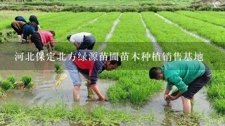 河北保定北方绿源苗圃苗木种植销售基地