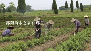 鄱阳苗木之乡在哪里