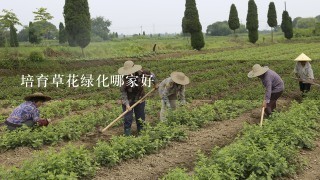 培育草花绿化哪家好