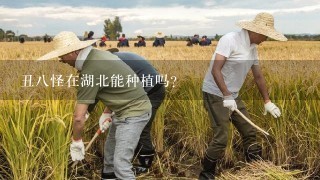 丑8怪在湖北能种植吗？