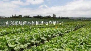 山东正旭苗木种植基地靠谱吗？