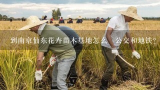 到南京仙东花卉苗木基地怎么乗公交和地铁？