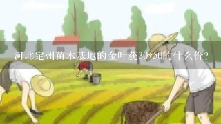 河北定州苗木基地的金叶莸30*50的什么价?