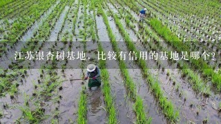 江苏银杏树基地，比较有信用的基地是哪个?