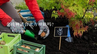 金钱柳适合北方种植吗?