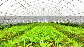 江苏省创优花卉苗木基地，是不是苏北最大苗木基地，信誉怎么样？