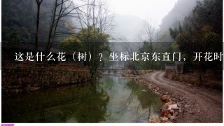 这是什么花（树）？坐标北京东直门，开花时间为4月初