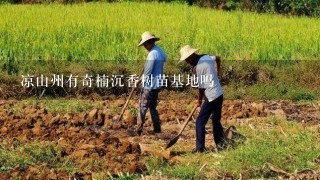 凉山州有奇楠沉香树苗基地吗