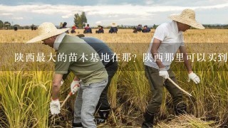 陕西最大的苗木基地在那？陕西那里可以买到树苗？陕西哪里卖红叶李？ 我是杨凌这边做绿化苗木繁育基地的。现在育有，红叶李 塔柏 大叶女贞 国槐 金叶女贞 红叶小檗 紫堇 木槿 连翘 紫叶矮樱 冬青 高山黄杨 牡丹 玫瑰 红叶碧桃 小叶女贞和1些营养钵绿化苗木，品种齐全有需要的朋友可