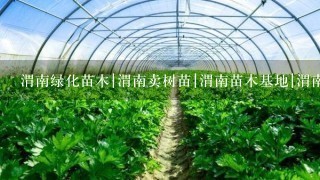 渭南绿化苗木|渭南卖树苗|渭南苗木基地|渭南红叶李|渭南在哪买树苗。基地常年销售：工程苗，农户种植小苗，占地苗木，塔柏，侧柏，刺柏，云山，红叶李，高山黄杨，红叶小檗，国槐，樱花，紫叶矮樱，月季，玫瑰，金叶女贞，连翘，红叶碧桃，冬青，白皮松，银杏，紫穗槐，红叶石楠，营养钵苗木。请问