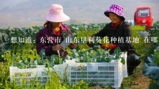 想知道: 东营市 山东垦利葵花种植基地 在哪