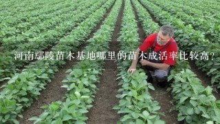 河南鄢陵苗木基地哪里的苗木成活率比较高？