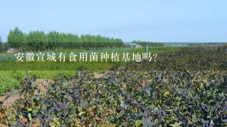 安徽宣城有食用菌种植基地吗？