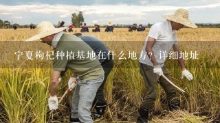 宁夏枸杞种植基地在什么地方？详细地址