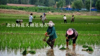 北京梅花大棚基地在哪