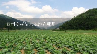 贵州柳杉苗木基地在哪里