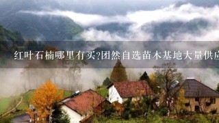 红叶石楠哪里有买?团然自选苗木基地大量供应.价格便宜，服务周到。