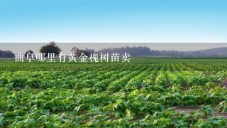 曲阜哪里有黄金槐树苗卖