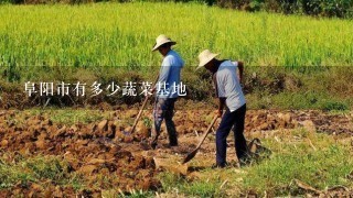 阜阳市有多少蔬菜基地