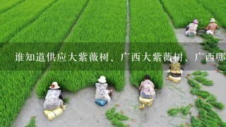 谁知道供应大紫薇树、广西大紫薇树、广西哪里有紫薇树-广西桂林市临桂桃花江源苗木基地