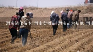 渭南绿化苗木|渭南卖树苗|渭南苗木基地|渭南红叶李|渭南在哪买树苗。基地常年销售：工程苗，农户种植小苗，占地苗木，塔柏，侧柏，刺柏，云山，红叶李，高山黄杨，红叶小檗，国槐，樱花，紫叶矮樱，月季，玫瑰，金叶女贞，连翘，红叶碧桃，冬青，白皮松，银杏，紫穗槐，红叶石楠，营养钵苗木。请问