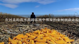 在河北的苗木苗圃基地中那家的栾树树苗比较好，价格便宜?