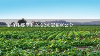 茶梅柱哪里有高度2米冠幅80公分