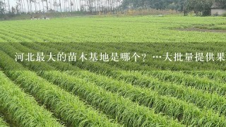 河北最大的苗木基地是哪个？…大批量提供果树和绿化树苗的、