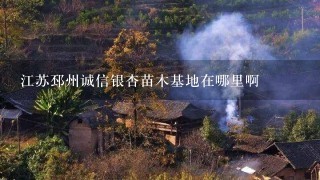 江苏邳州诚信银杏苗木基地在哪里啊