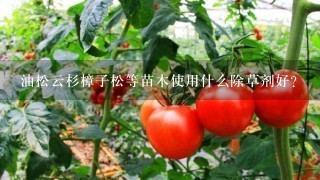 油松云杉樟子松等苗木使用什么除草剂好？