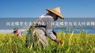 河北哪里有卖冬青的？河北哪里有卖大叶黄杨的？河北绿化苗木基地在哪？本基地常年供应河北、北京、天津绿化苗木，基地品种如下：北海道黄杨 红叶小檗 金叶女贞 棣棠 丛生丁香 扶芳藤 红王子锦带 瓜子黄杨 红叶石楠 红瑞木 蜀桧 卫矛 小龙柏 丛生紫荆 紫叶李小苗