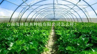 云南茂林苗木种植有限公司怎么样？