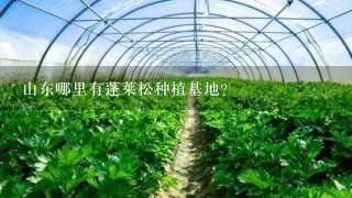 山东哪里有蓬莱松种植基地？