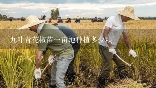 9叶青花椒苗1亩地种植多少颗